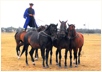 Horse-show in Lajosmizse, Hungary