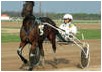Horse-racing in Kincsem Park Budapest - Budapest tour booking