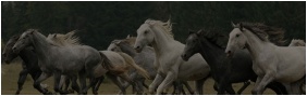 Horse riding - Szalajka Inn