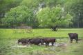 Buffalo Conservation Park - Kapolnapuszta